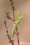 Bidsprinkhaan (Mantis religiosa)