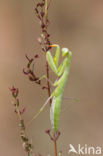 Bidsprinkhaan (Mantis religiosa)