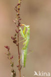 praying mantis (Mantis religiosa)