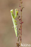 Bidsprinkhaan (Mantis religiosa)