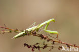 Bidsprinkhaan (Mantis religiosa)