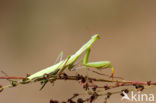 praying mantis (Mantis religiosa)