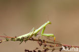 praying mantis (Mantis religiosa)