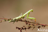 Bidsprinkhaan (Mantis religiosa)