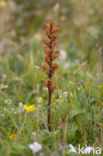 Oxtongue Broomrape (Orobanche picridis)