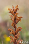 Oxtongue Broomrape (Orobanche picridis)