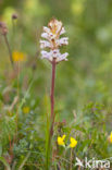 Bitterkruidbremraap (Orobanche picridis)