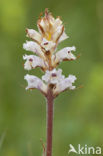 Bitterkruidbremraap (Orobanche picridis)