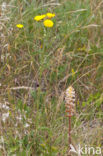 Oxtongue Broomrape (Orobanche picridis)