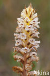 Oxtongue Broomrape (Orobanche picridis)