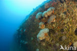 Blaasjeskoraal (rode lijst IUCN