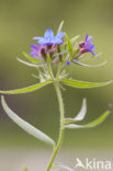 Blauw Parelzaad (Lithospermum purpurocaeruleum)