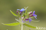 Blauw Parelzaad (Lithospermum purpurocaeruleum)