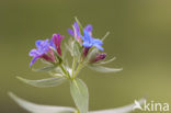 Blauw Parelzaad (Lithospermum purpurocaeruleum)