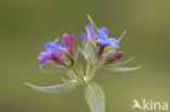 Blauw Parelzaad (Lithospermum purpurocaeruleum)