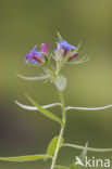 Blauw Parelzaad (Lithospermum purpurocaeruleum)