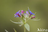 Blauw Parelzaad (Lithospermum purpurocaeruleum)