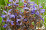 Yarrow Broomrape (Orobanche purpurea)