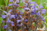 Blauwe bremraap (Orobanche purpurea) 