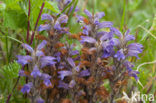 Blauwe bremraap (Orobanche purpurea) 