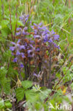 Blauwe bremraap (Orobanche purpurea) 