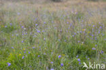 Blauwe knoop (Succisa pratensis) 