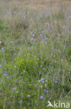 Devil’s-bit Scabious (Succisa pratensis)