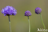 Blauwe knoop (Succisa pratensis) 