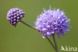 Blauwe knoop (Succisa pratensis) 