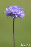 Blauwe knoop (Succisa pratensis) 