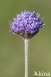 Blauwe knoop (Succisa pratensis) 