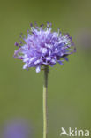 Blauwe knoop (Succisa pratensis) 