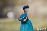 Blauwe pauw (Pavo cristatus)