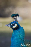 Blauwe pauw (Pavo cristatus)