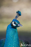 Blauwe pauw (Pavo cristatus)