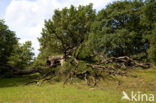 Borkener Paradies
