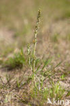 Heath Cudweed (Gnaphalium sylvaticum)