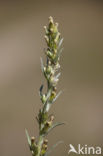 Heath Cudweed (Gnaphalium sylvaticum)