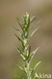 Heath Cudweed (Gnaphalium sylvaticum)