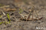 Bramensprinkhaan (Pholidoptera griseoaptera)