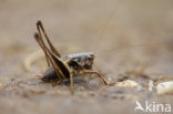 Dark Bush-cricket (Pholidoptera griseoaptera)