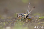 Bramensprinkhaan (Pholidoptera griseoaptera)