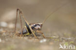 Bramensprinkhaan (Pholidoptera griseoaptera)