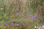 Brandlobelia (Lobelia urens)