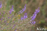 Brandlobelia (Lobelia urens)