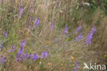 Brandlobelia (Lobelia urens)