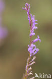 Brandlobelia (Lobelia urens)