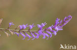 Brandlobelia (Lobelia urens)