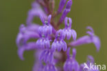 Brandlobelia (Lobelia urens)