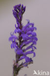 Brandlobelia (Lobelia urens)